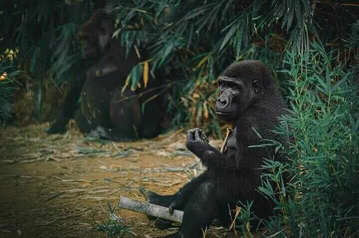 Gorilla Sitting on the Ground